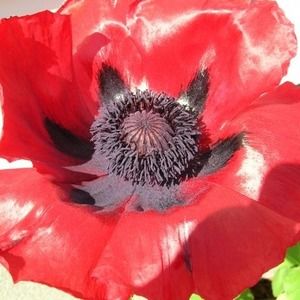 Meet your Posher, Steve